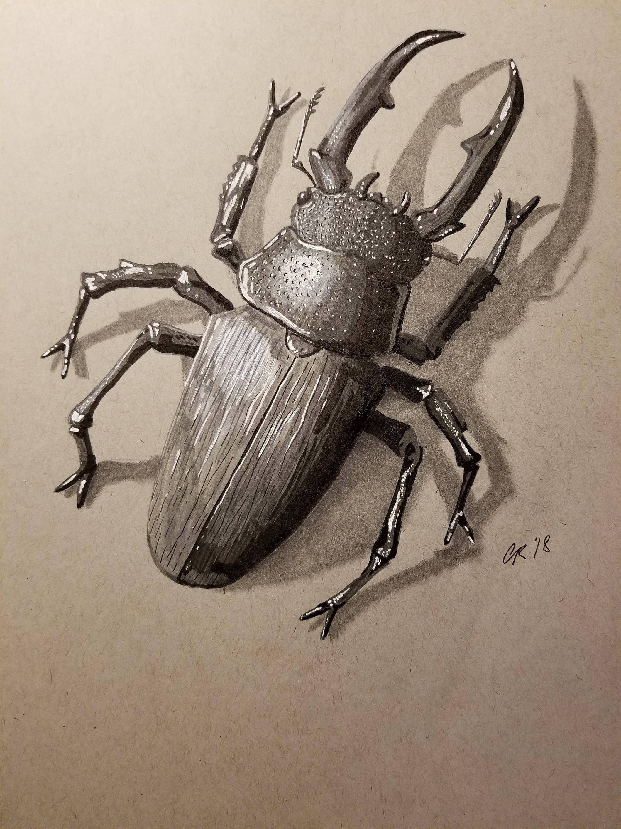 Stag Beetle Drawing at Explore collection of Stag