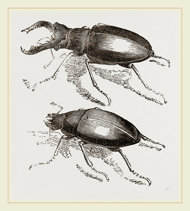 810x900 stag beetles drawing - Stag Beetle Drawing