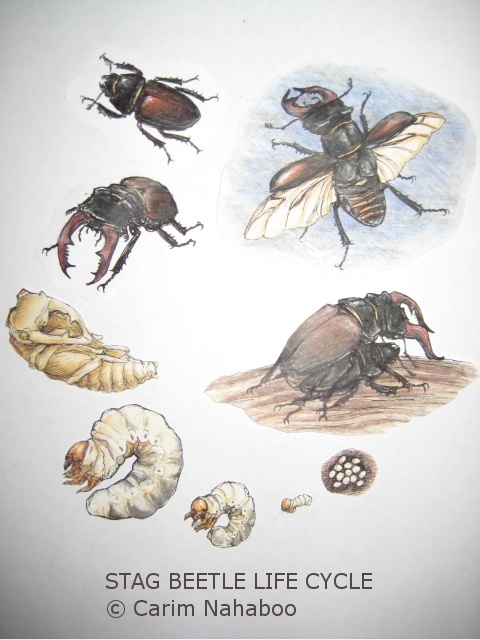 480x640 stag beetles and frogs - Stag Beetle Drawing