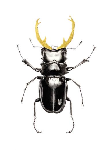 375x519 the stag beetle drawing - Stag Beetle Drawing