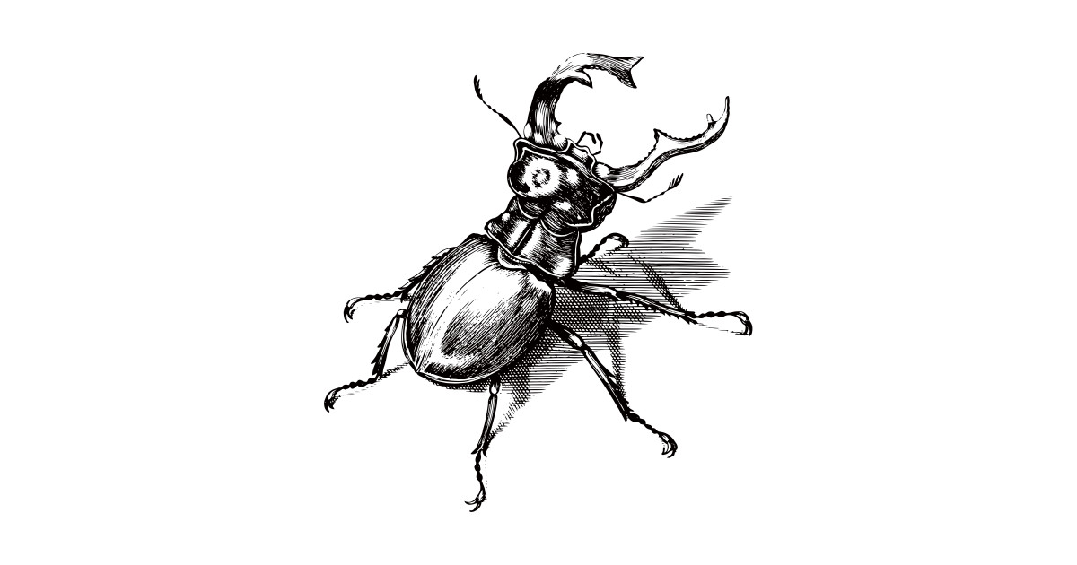 1200x630 vintage stag beetle illustration - Stag Beetle Drawing