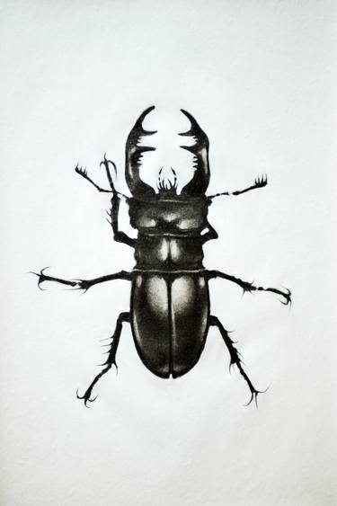375x563 stag beetle drawing - Stag Beetle Drawing
