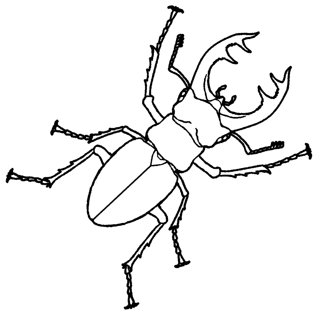 1024x1024 stag beetle drawing - Stag Beetle Drawing