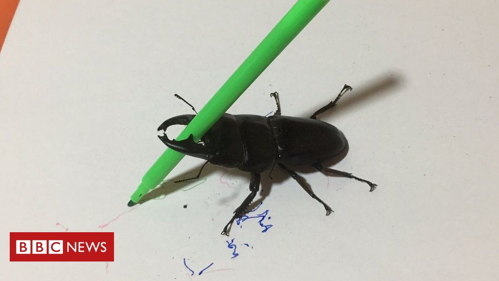 1024x576 beetle art 'sweet and curious' drawing beetle wins hearts online - Stag Beetle Drawing