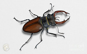 300x186 Hirschkaefer - Stag Beetle Drawing