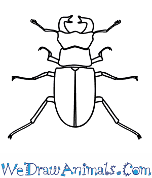 300x350 how to draw a stag beetle - Stag Beetle Drawing