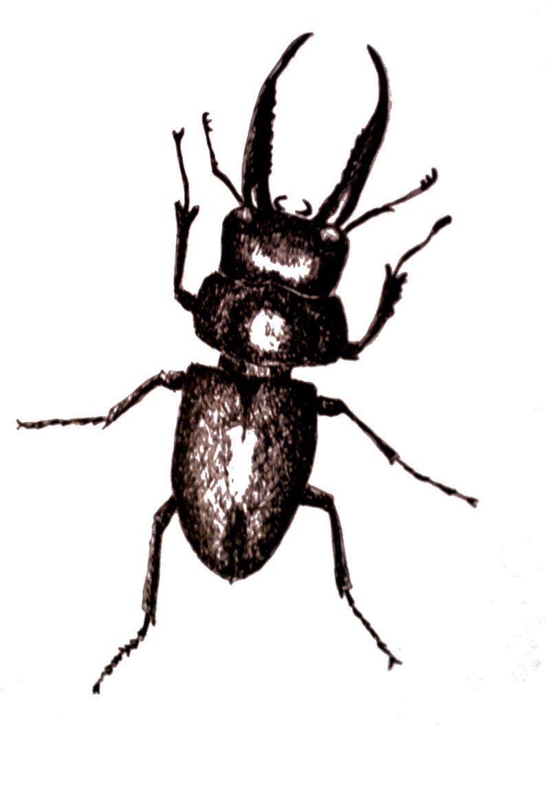 794x1144 Insect Drawings Pen And Ink Drawings Beetle Printsoriginal Etsy - Stag Beetle Drawing