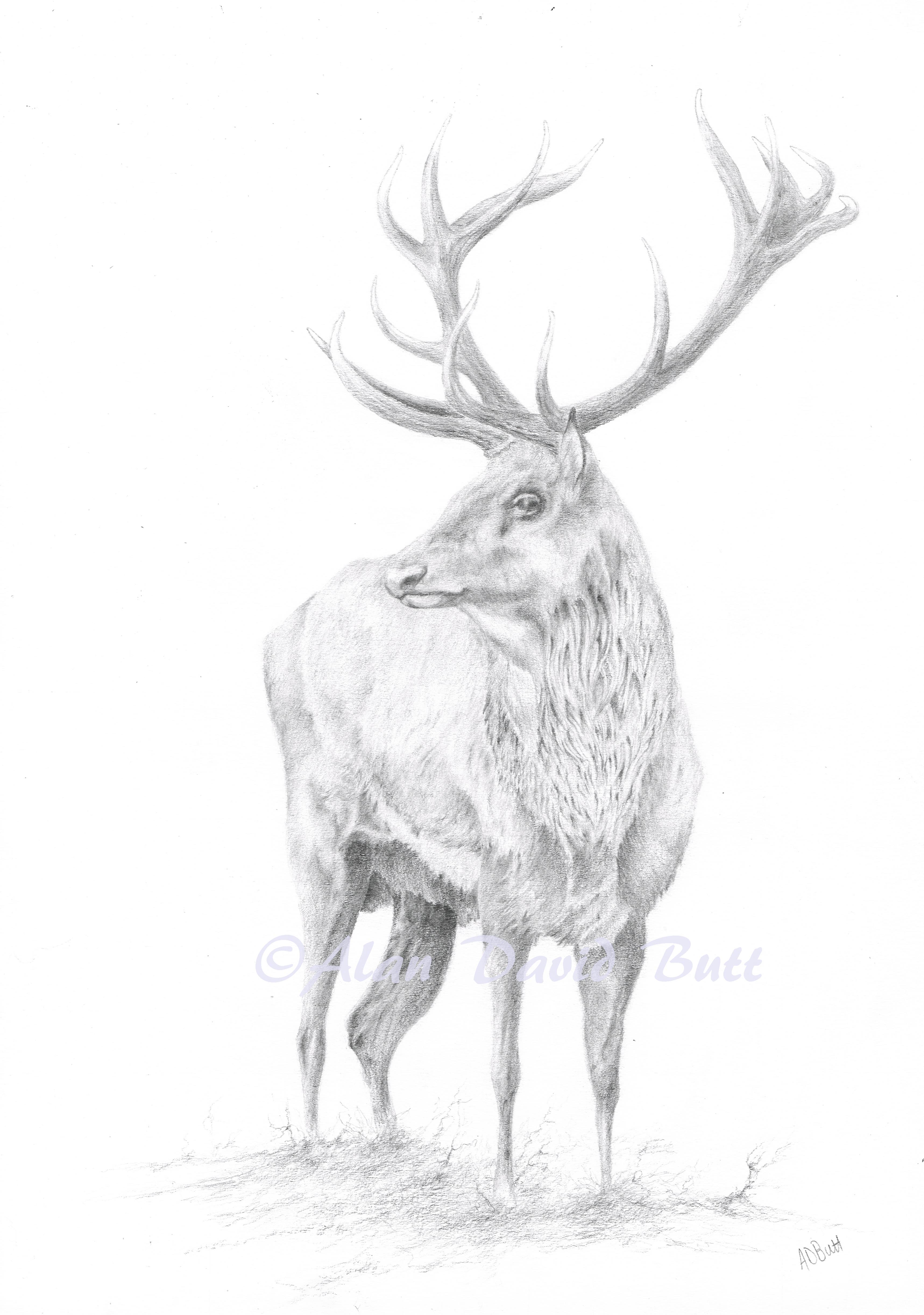 3435x4887 fine foothills exmoor stag drawing - Stag Drawing