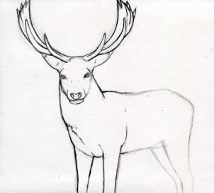 302x273 how to draw a stag, deer stag, step - Stag Drawing