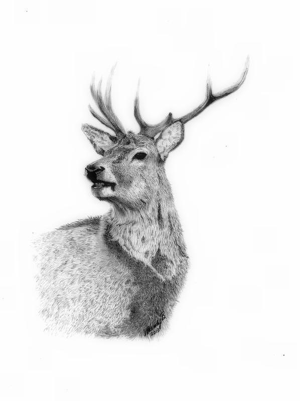 Stag Drawing at Explore collection of Stag Drawing