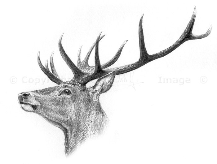 700x530 red deer stag deer oh deer in deer drawing, stag tattoo - Stag Drawing