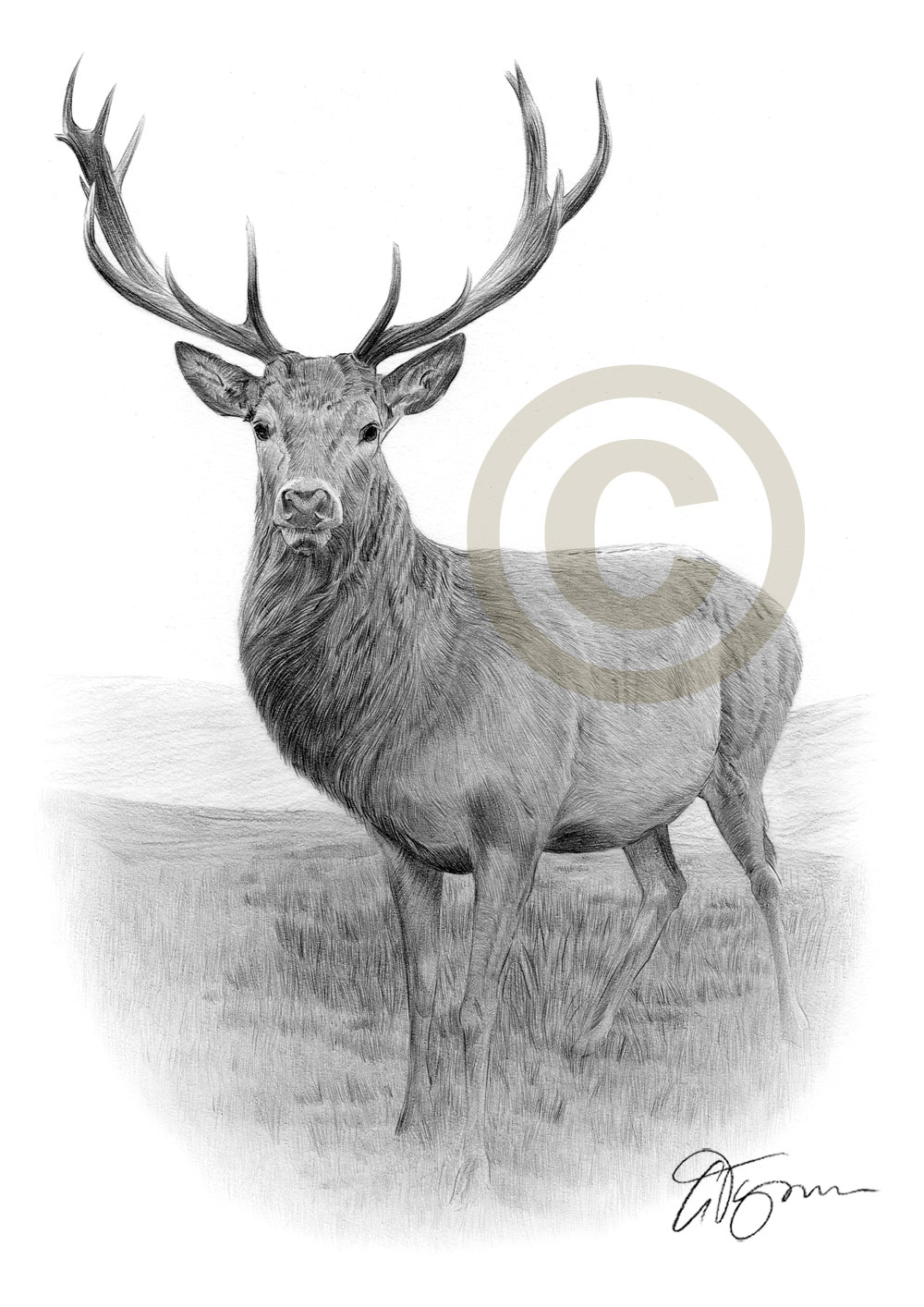 1000x1414 stag pencil drawing art print sizes signed uk artwork deer - Stag Drawing