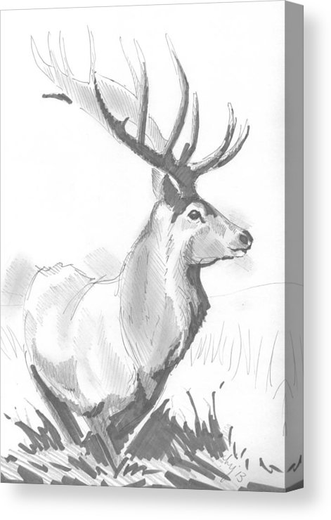 471x740 stag drawing canvas print canvas art - Stag Drawing