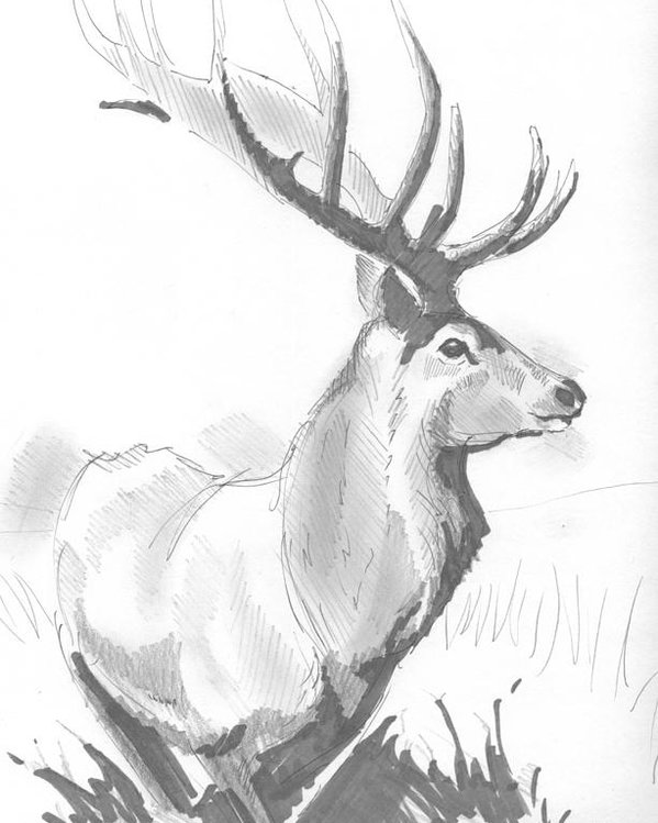 599x749 stag drawing poster - Stag Drawing