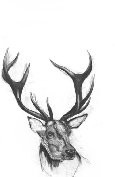 375x577 stag drawing - Stag Drawing