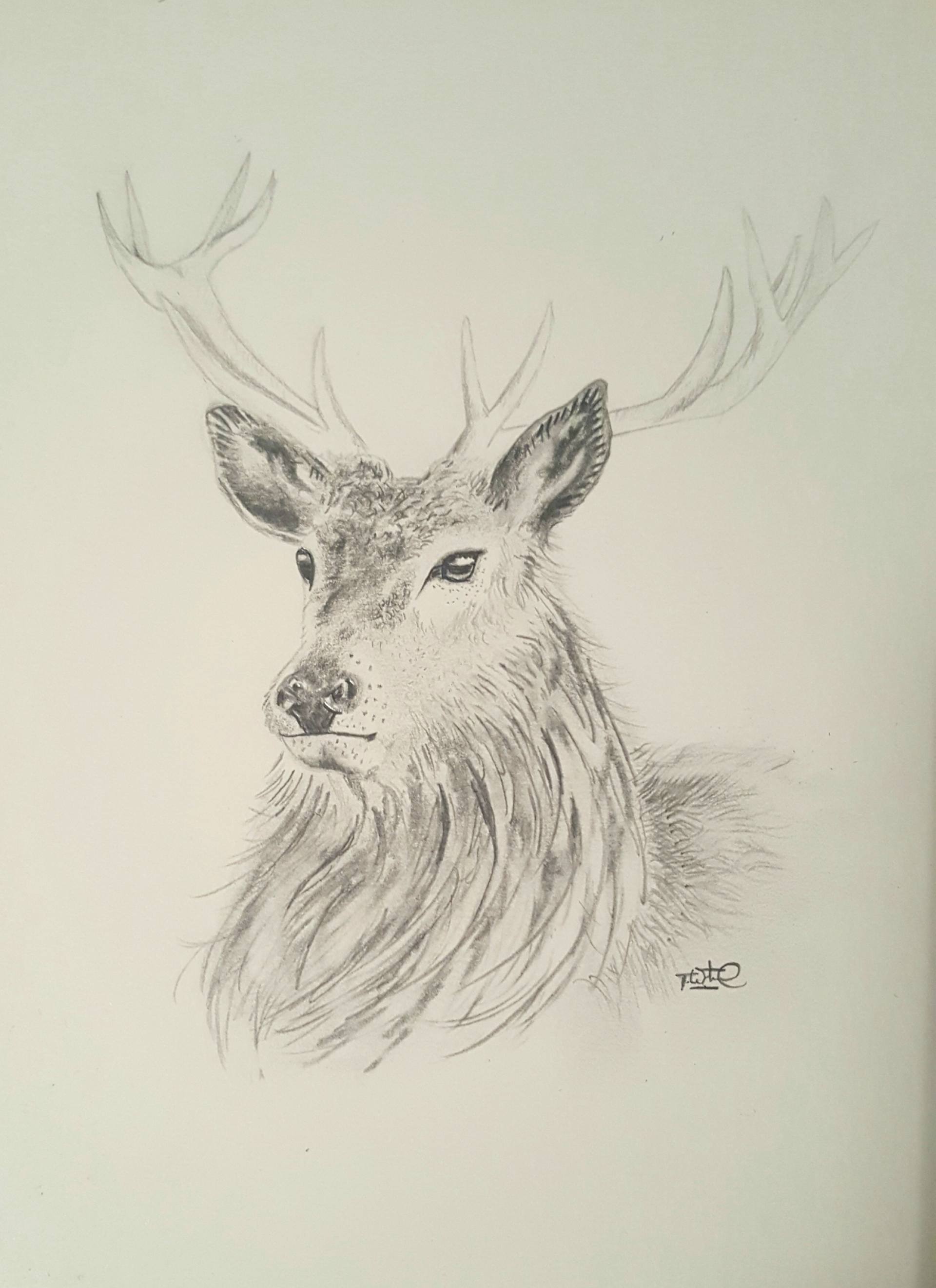 1920x2641 stag drawing - Stag Drawing