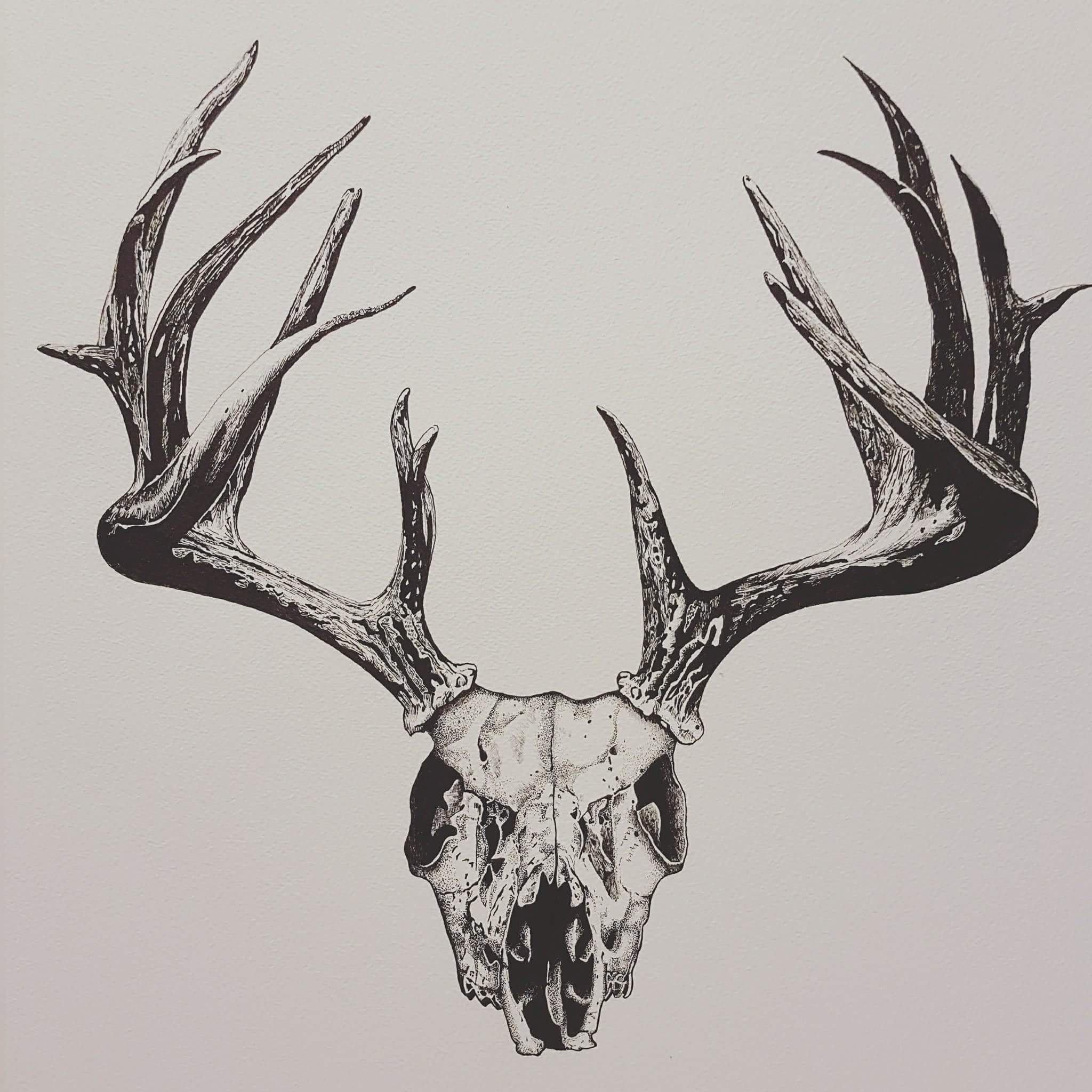 2048x2048 stag drawing in ink for a client comments welcome drawing - Stag Drawing