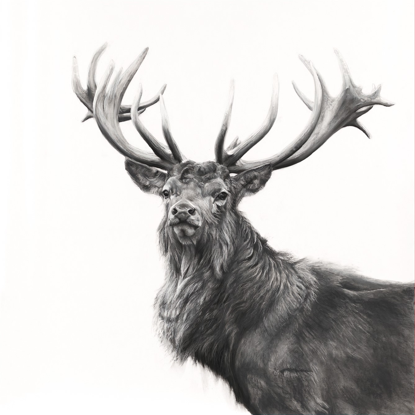 Stag Drawing at Explore collection of Stag Drawing