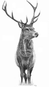 170x300 cernunnos the red deer stag - Stag Drawing