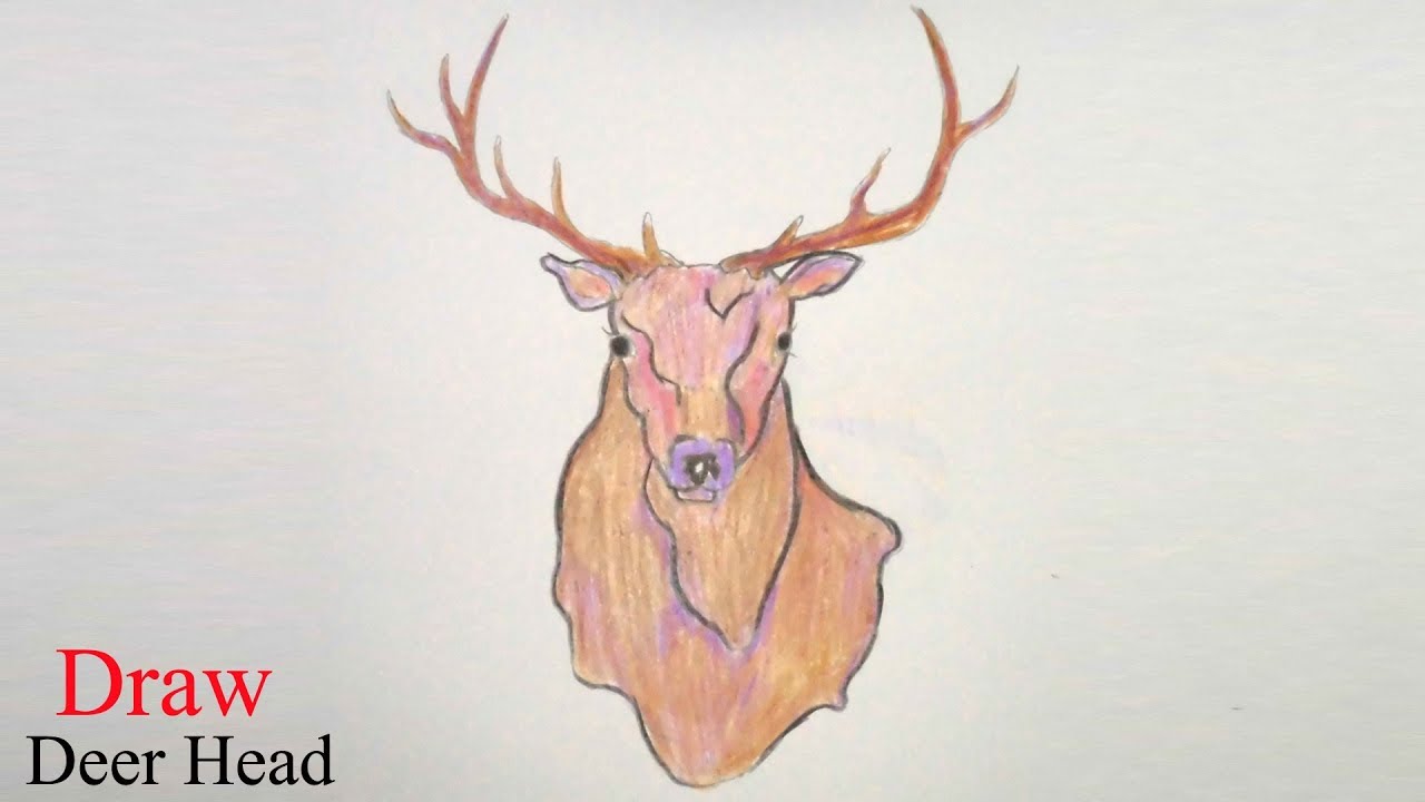 1280x720 How To Draw Deer Head Step - Stag Head Drawing