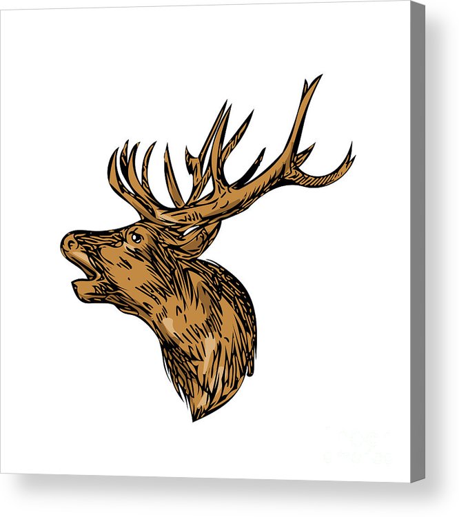 666x750 red deer stag head roaring drawing acrylic print - Stag Head Drawing