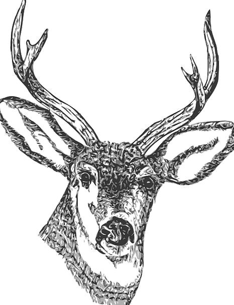 Stag Head Drawing at PaintingValley.com | Explore collection of Stag ...