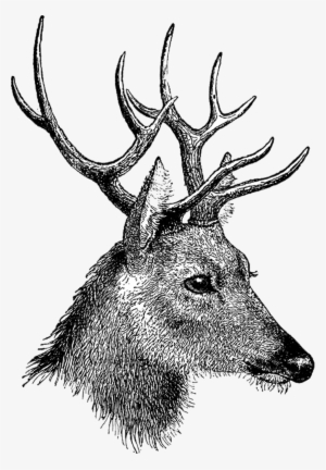 300x432 deer head png, transparent deer head png image free download - Stag Head Drawing