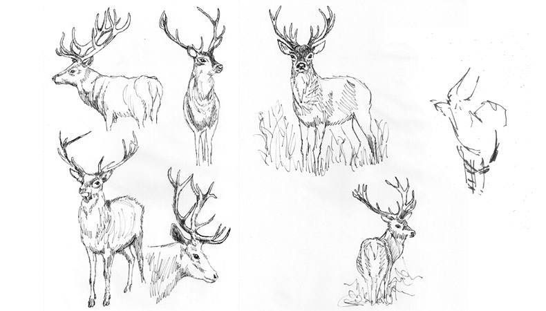 Stag Line Drawing At Explore Collection Of Stag