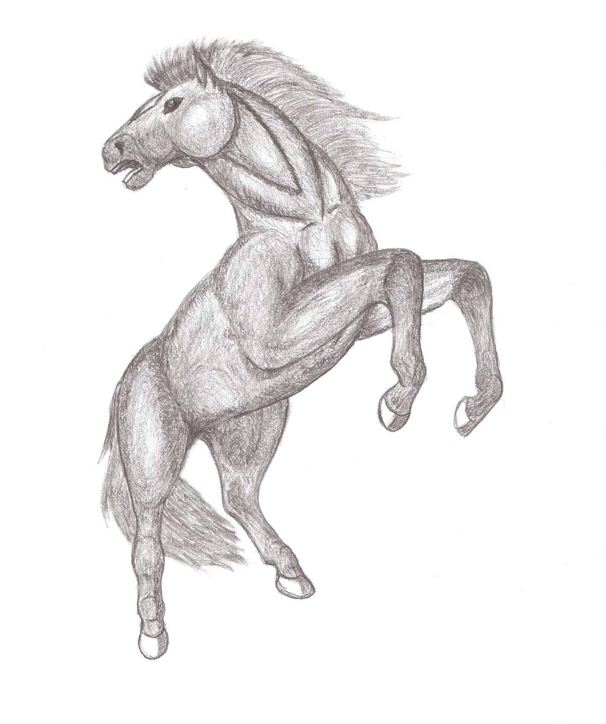 Stallion Drawing