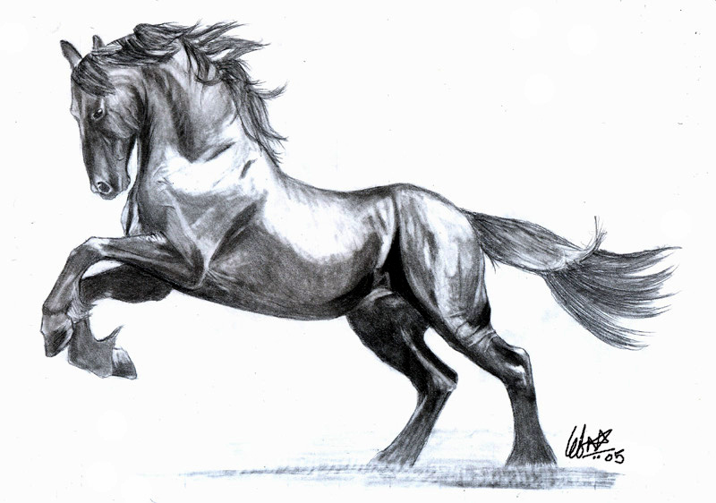 Stallion Drawing at PaintingValley.com | Explore collection of Stallion ...