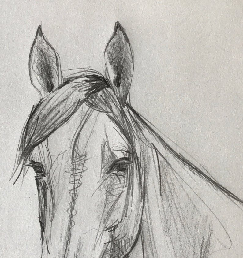 794x843 Original Black White Horse Pencil Drawing Hand Drawn Art Etsy - Stallion Drawing