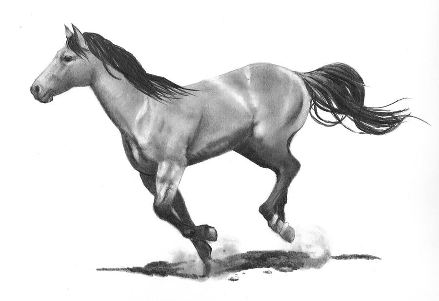 900x619 running stallion drawing - Stallion Drawing