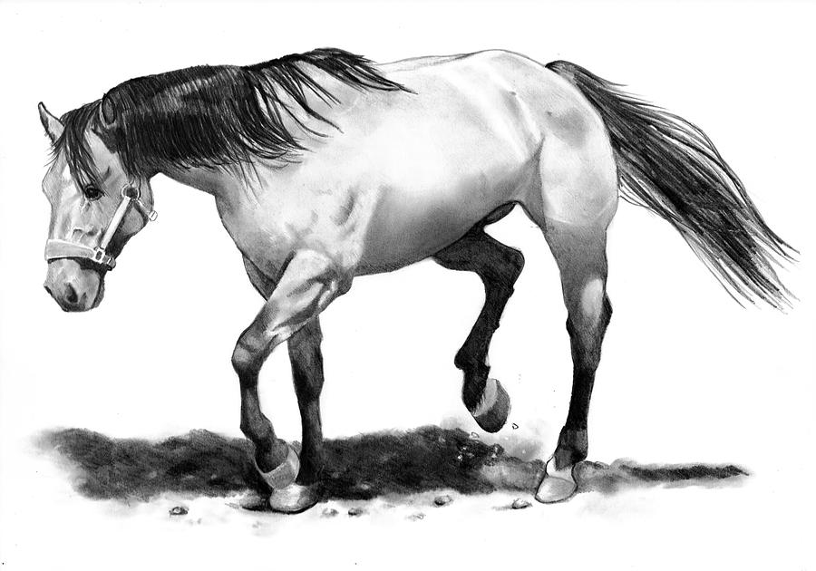 900x630 stallion drawing art drawing skill - Stallion Drawing