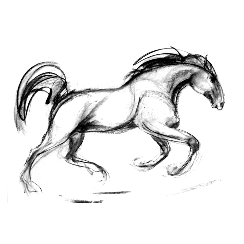 800x800 stallion drawing pic drawing skill - Stallion Drawing