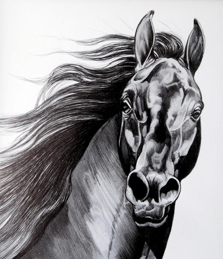 774x900 stallion drawing picture drawing skill - Stallion Drawing