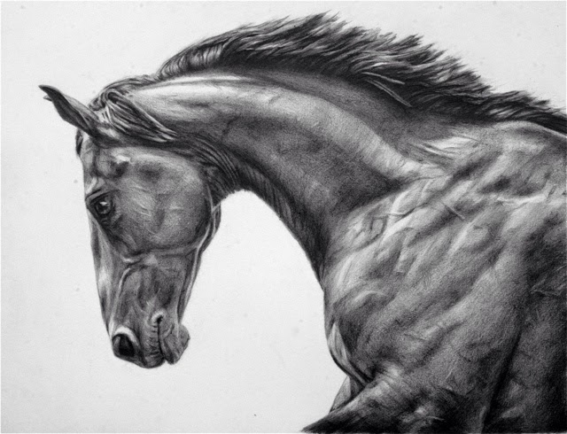 640x490 stallion drawing thoroughbred horse for free download - Stallion Drawing