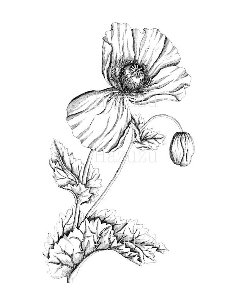 794x1028 Poppy Botanical Drawing Png Clip Art Vintage Transparent Etsy - Stamp Drawing
