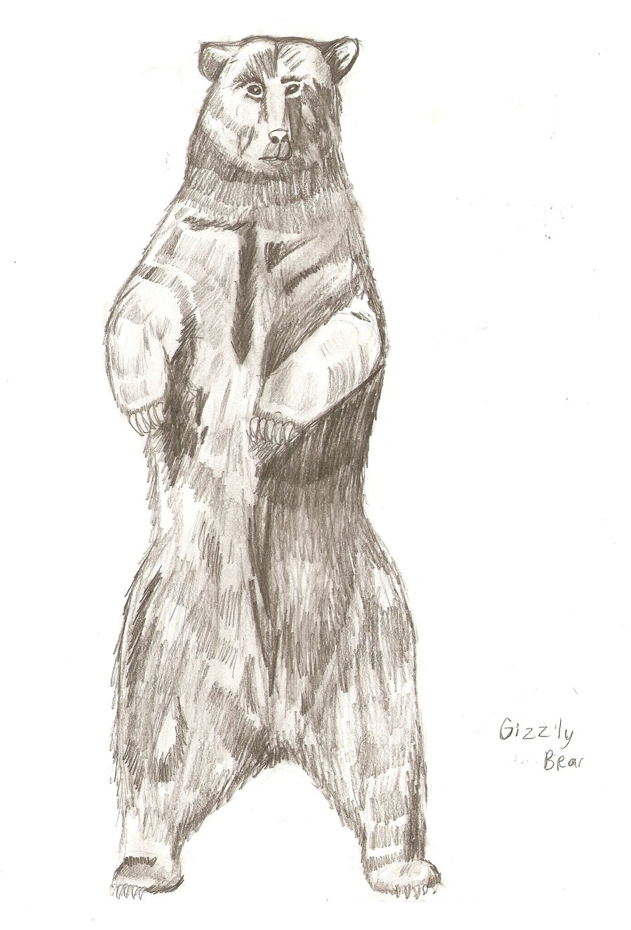 900x1326 Huge Collection Of 'grizzly Bear Drawing Standing' Download More - Standing Bear Drawing