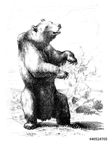 384x500 Standing Bear Stock Photo And Royalty Free Images - Standing Bear Drawing