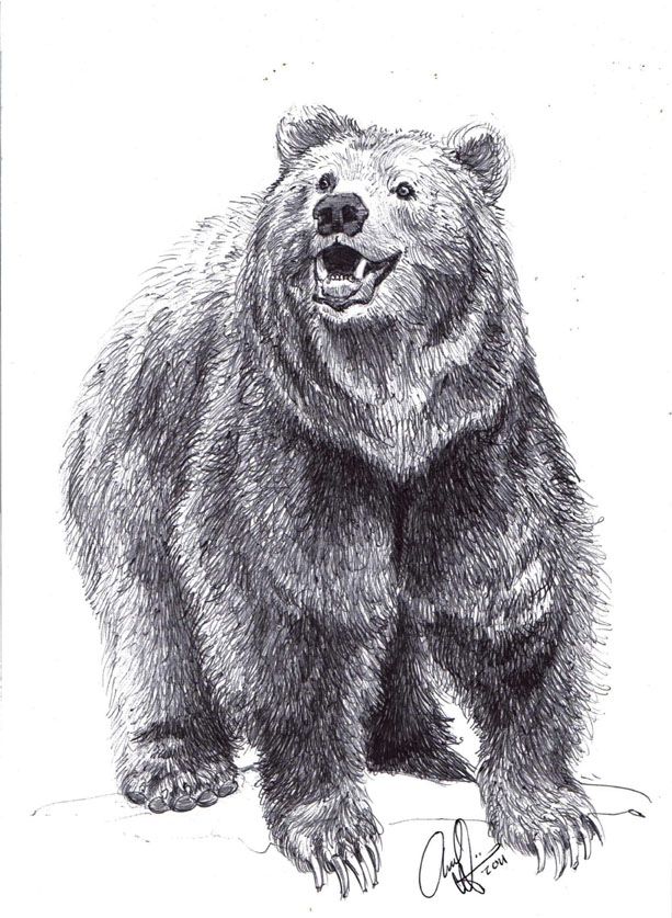 613x837 Drawing A Bear Standing Grizzly Bear Drawings Realistic How - Standing Bear Drawing
