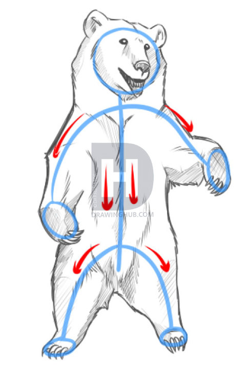 486x720 How To Draw Bears, Step - Standing Bear Drawing