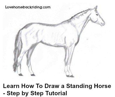 395x335 Learn - Standing Horse Drawing