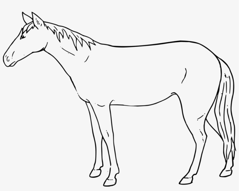 Standing Horse Drawing at Explore collection of