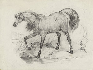 300x227 Standing Horse, Left, George Hendrik Breitner Drawing - Standing Horse Drawing