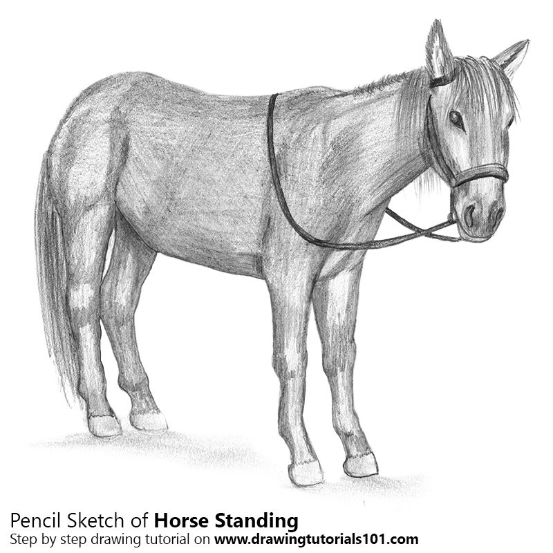 800x800 Standing Horse Pencil Drawing - Standing Horse Drawing