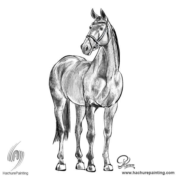 600x600 Standing Horse, Drawing From View Tutorial - Standing Horse Drawing