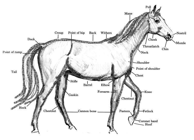 800x578 the trail of painted ponies official site best online shopping - Standing Horse Drawing
