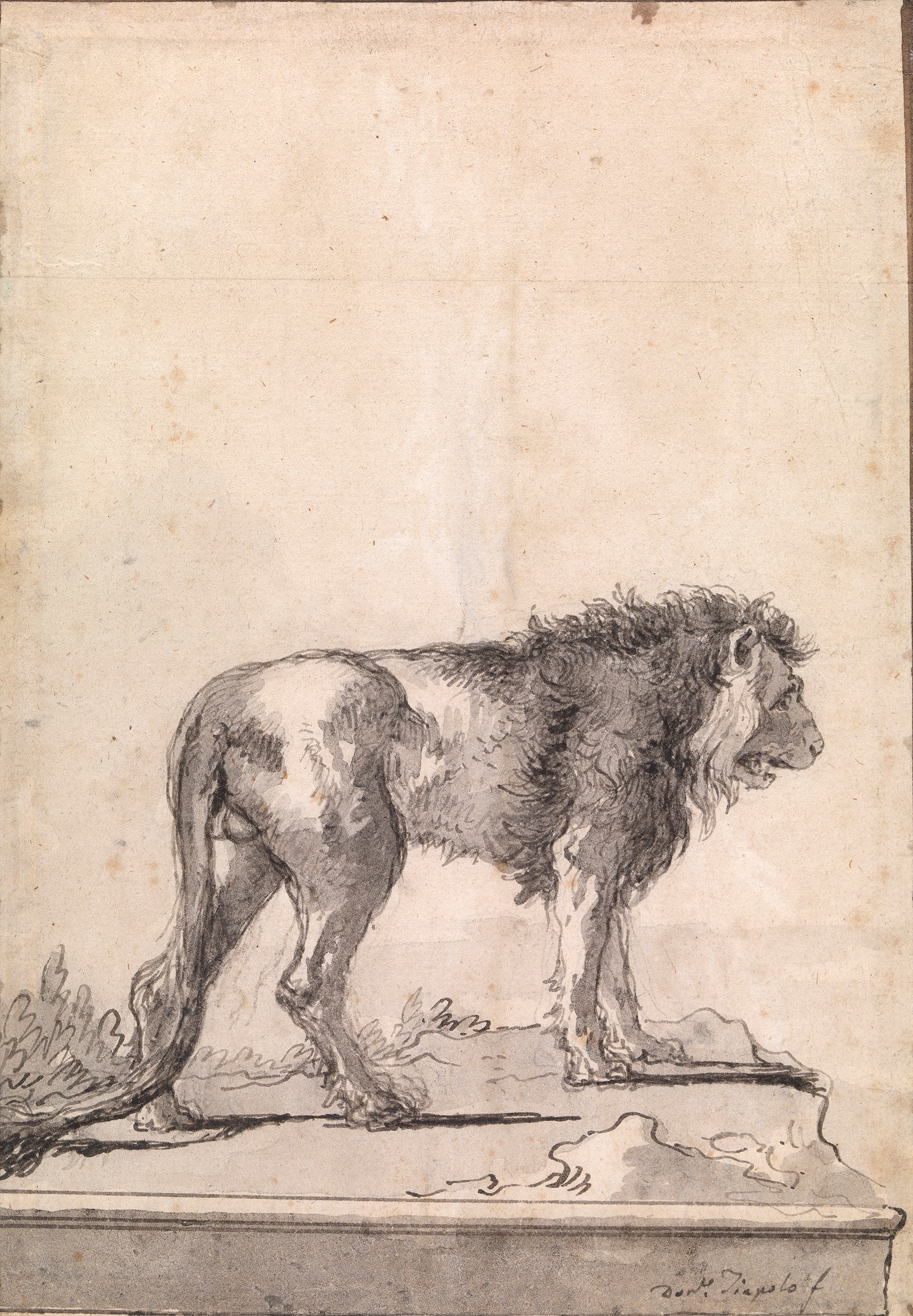 1734x2500 Giovanni Domenico Tiepolo A Standing Lion Stephen Ongpin Fine - Standing Lion Drawing