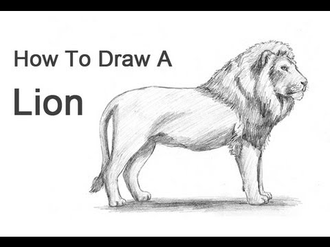 480x360 How To Draw A Lion - Standing Lion Drawing