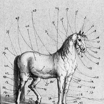 400x400 How To Sketch Draw An Easy Lion Cub Standing Up Best Of An Easy - Standing Lion Drawing